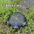 Black Fish Net Cage Fishnet Finless Eel Loach Trap Fishing Pot Durable Plastic Container Mud Cage Container Fishing Traps