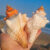 1pc Aquarium Conch Shell Thousand Hand Conch, Conch Gift Fish Tank Landscaping Aquarium Decoration